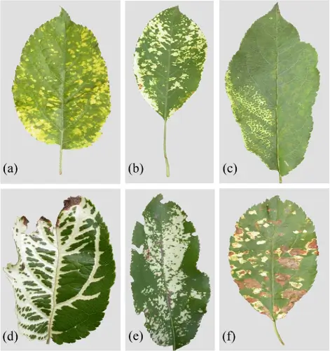 Apple Mosaic Virus: Causes, Symptoms, and Management