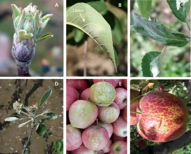 Apple Powdery Mildew: A Detailed Guide