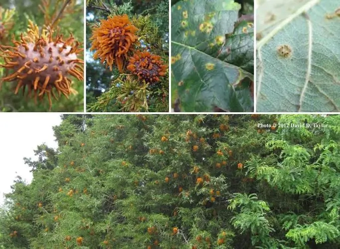 Cedar Apple Rust: A Comprehensive Overview